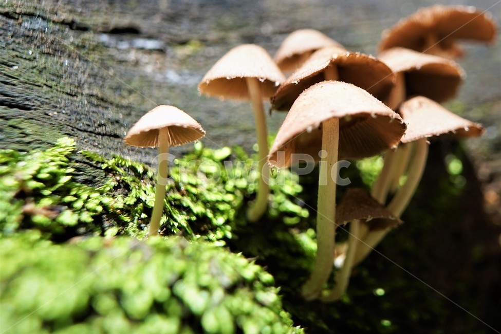 버섯,자연,산,숲,mushroom,nature,forest,버섯,mushroom