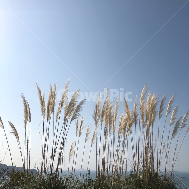 하늘,갈대,구름,자연,여유,풍경,맑은하늘,산책