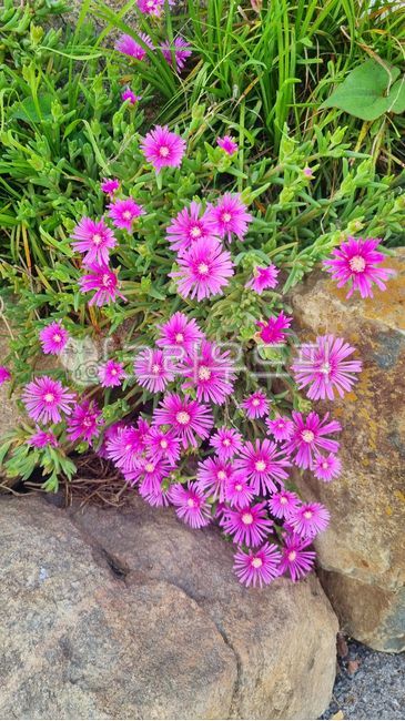 stonework,Pine needle pickle flower,Songyeopguk,purple flower,Seasonal pickled pine flowers,negligence,landscaping flowers,sloth,summer flowers