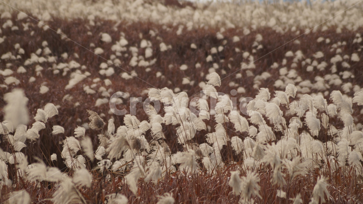 가을,가을풍경,하늘공원,억세풀,갈대,가을,계절,fall,autumn,season,식물,자연,plants,nature,grass,잔디,plant,outdoors,옥외