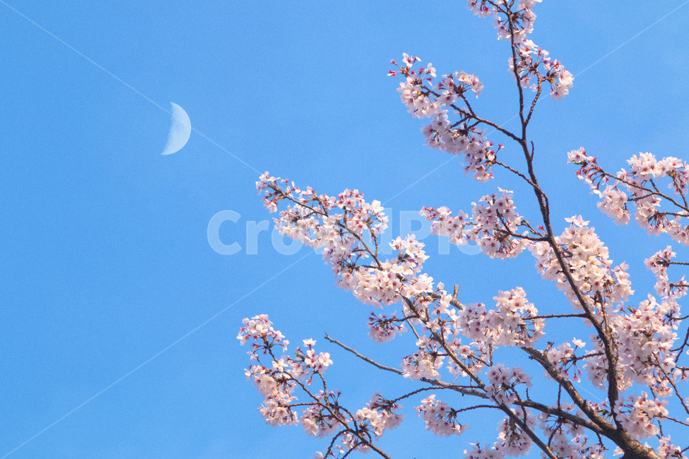 벚꽃,하늘,봄,달,꽃,flower,spring,cherryblossom,sky,blue,moon,pink,청량함,반달,plant,식물,봄,계절,spring,season