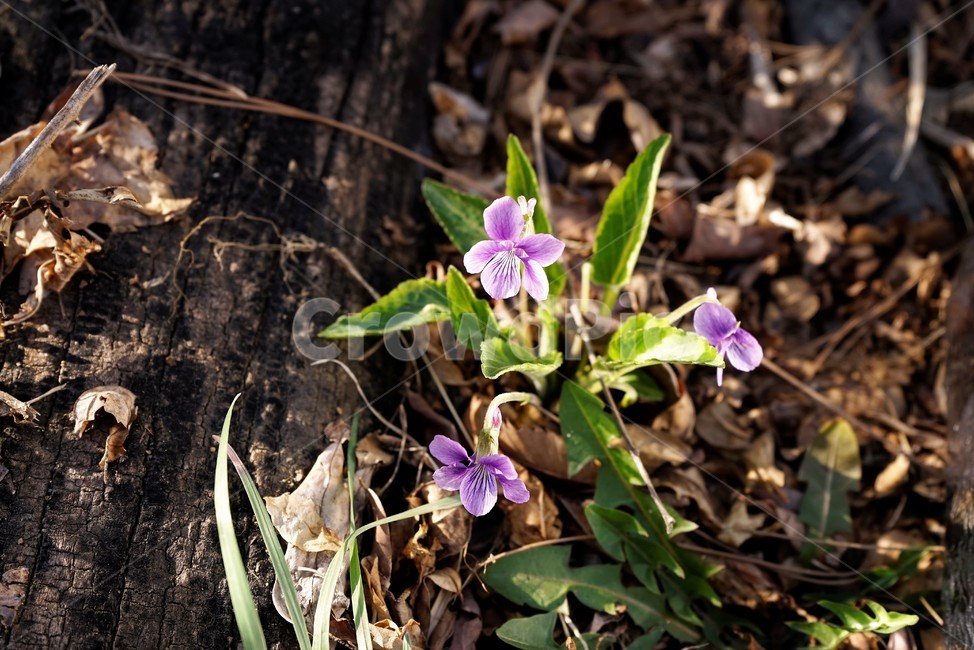 제비꽃,보라,이른봄,계절,식물,bloom