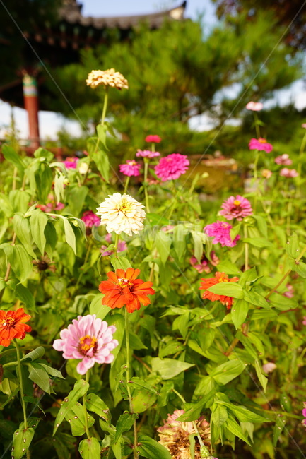 제라늄,꽃,식물,봄,향기,식물,자연,plants,nature,꽃,flower