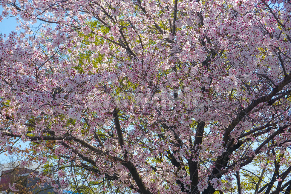벚꽃,벚꽃나무,봄,꽃,나무,봄,계절,spring,season,식물,자연,plants,nature,꽃,flower,plant,blossom,cherry blossom