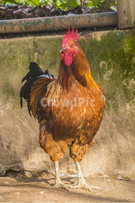 동물,닭,토종닭,수탉,새,조류,부리,가축,닭띠,동물,animal,조류,새,birds