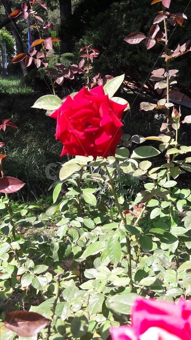 장미,꽃,열정,인천자유공원,열렬한사랑,식물,자연,plants,nature,꽃,flower
