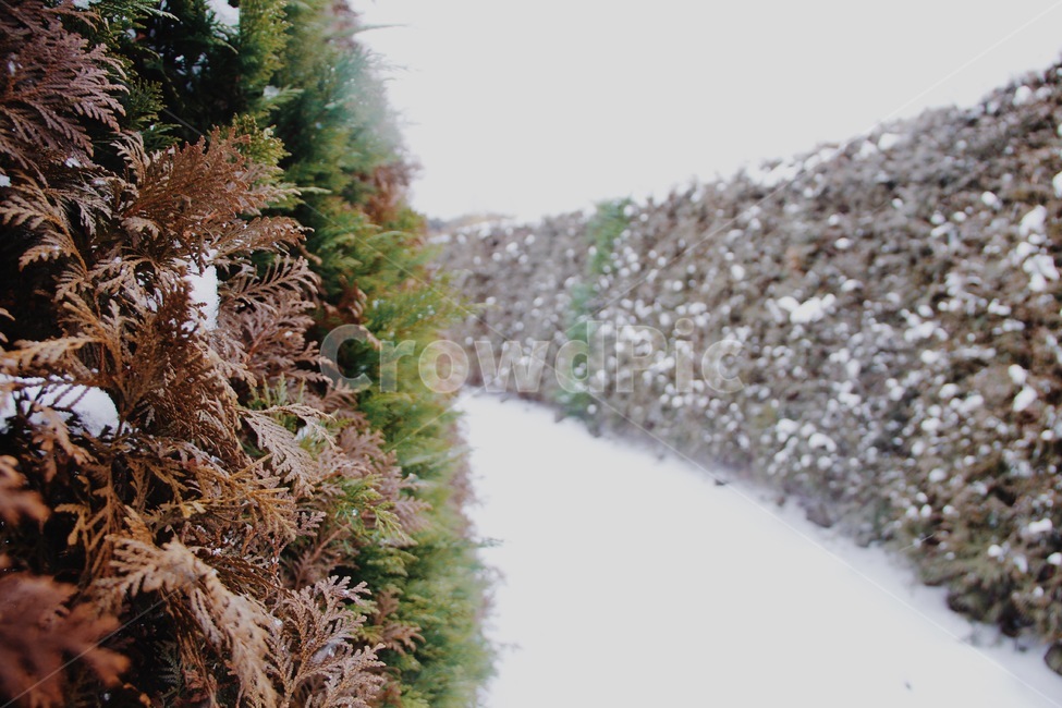 미로,눈,길,제주도,미아,아름다움,색감,겨울,계절,winter,season,자연,풍경,nature,landscape,식물,plants,감성,sensible,feeling,plant