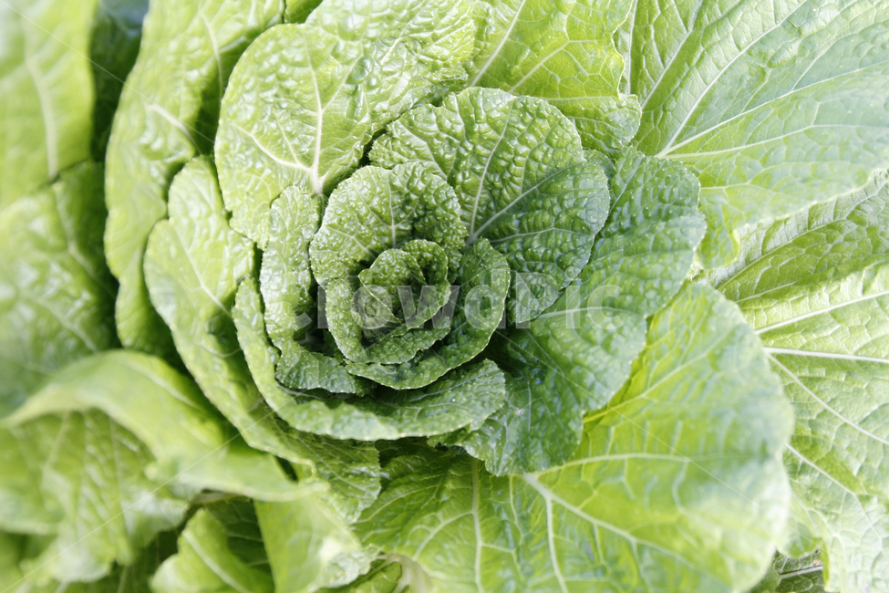 배추,배추잎,경작,채소,식물,식물,자연,plants,nature,채소,야채,vegetables