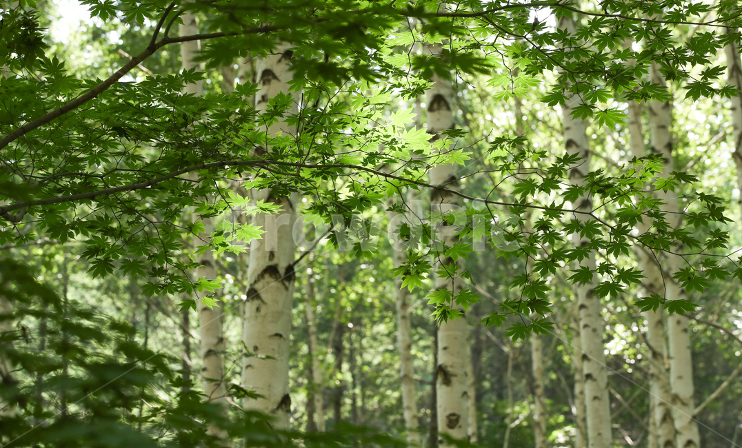 자작나무,숲,자작나무숲,식물,tree,나무,forest,woodland,삼림지,초목,nature,plant,단풍