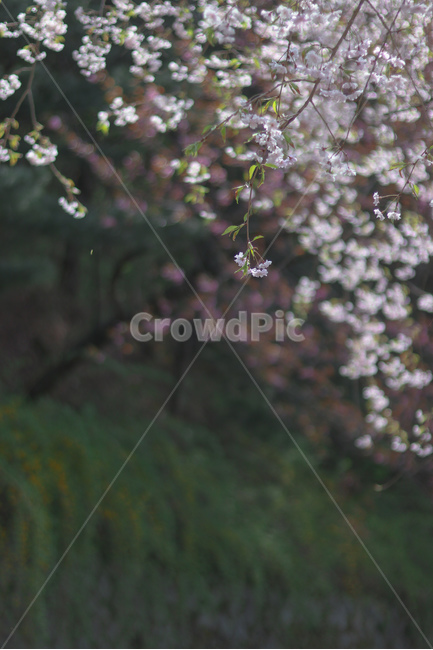 봄,꽃,벚꽃,수양버들,나무,봄,계절,spring,season,식물,자연,plants,nature,꽃,flower,plant,blossom,cherry blossom
