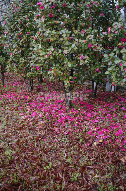 동백,꽃,flower,꽃잎,낙화,계절,봄,spring,식물,plant,자연,nature,자연,풍경,nature,landscape,blossom,geranium,제라늄