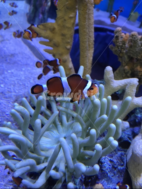 니모,니모를찾아서,물고기,흰동가리,fish,동물,animal,어류,물고기,fish