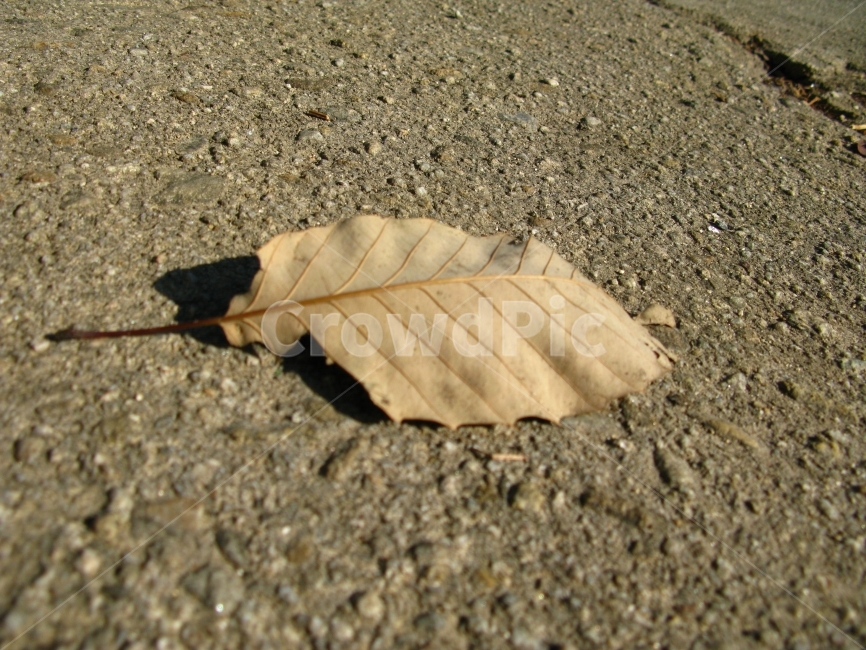 낙엽,가을,배경,아름다운,바람,가을,계절,fall,autumn,season,식물,자연,plants,nature,ground,바닥,leaf,잎,plant,sea life,해양 생물,turtle,터틀,animal,동물