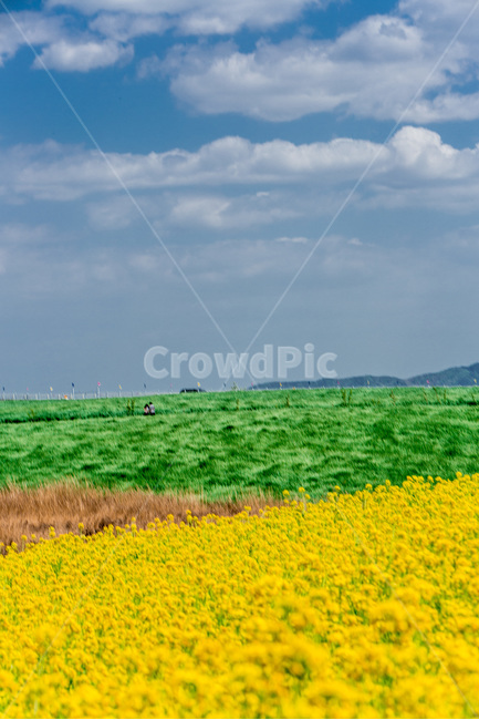 유채꽃,감성,풍경,봄,하늘,구름,청보리,휴식,힐링,봄,계절,spring,season,자연,풍경,nature,landscape,grassland,목초지,field,들,outdoors,옥외,rural,농촌,farm,농장,meadow
