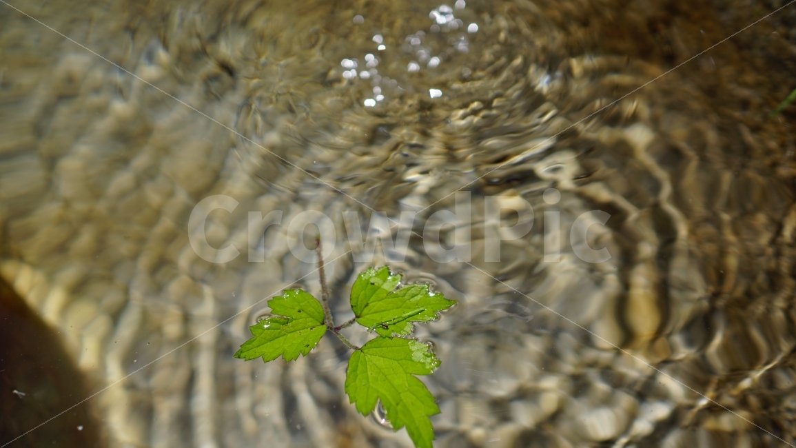 이파리,식물,약수터,우물,물결,돌,물,water,풍경,landscape,자연,nature,시원한물,잎사귀,plants,절구,절구통,여름,summer,season,계절,바위,감성,감성사진,식물,자연,plants,nature