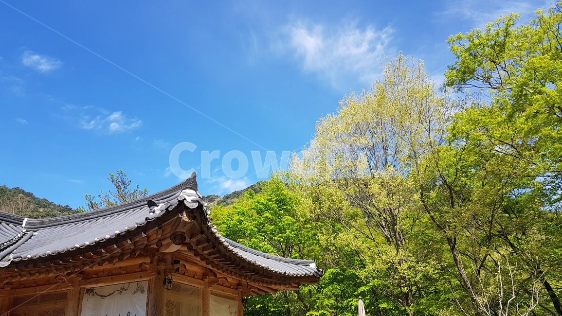 불교,사찰,절,자연,나무