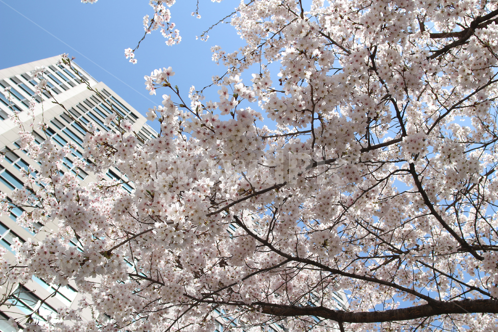 벚꽃,사쿠라,cherryblossom,봄,꽃,봄꽃,자연,봄,계절,spring,season,식물,자연,plants,nature,꽃,flower,plant,blossom