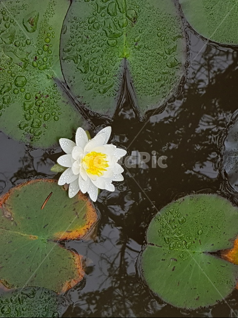 수련,수련꽃,꽃말청순한마음,nymphaeatetragona,여름꽃,잠자는연꽃,비오는날수련,연못수련,꽃