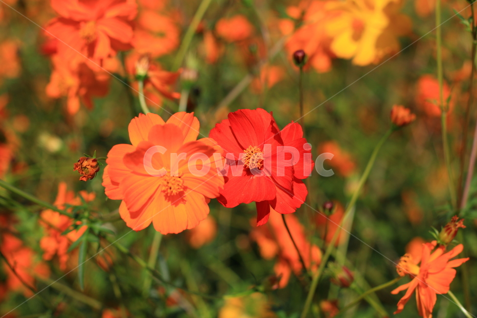 flower,꽃,plant,식물,blossom,가을,가을사진,식물,자연,plants,nature,꽃,flower