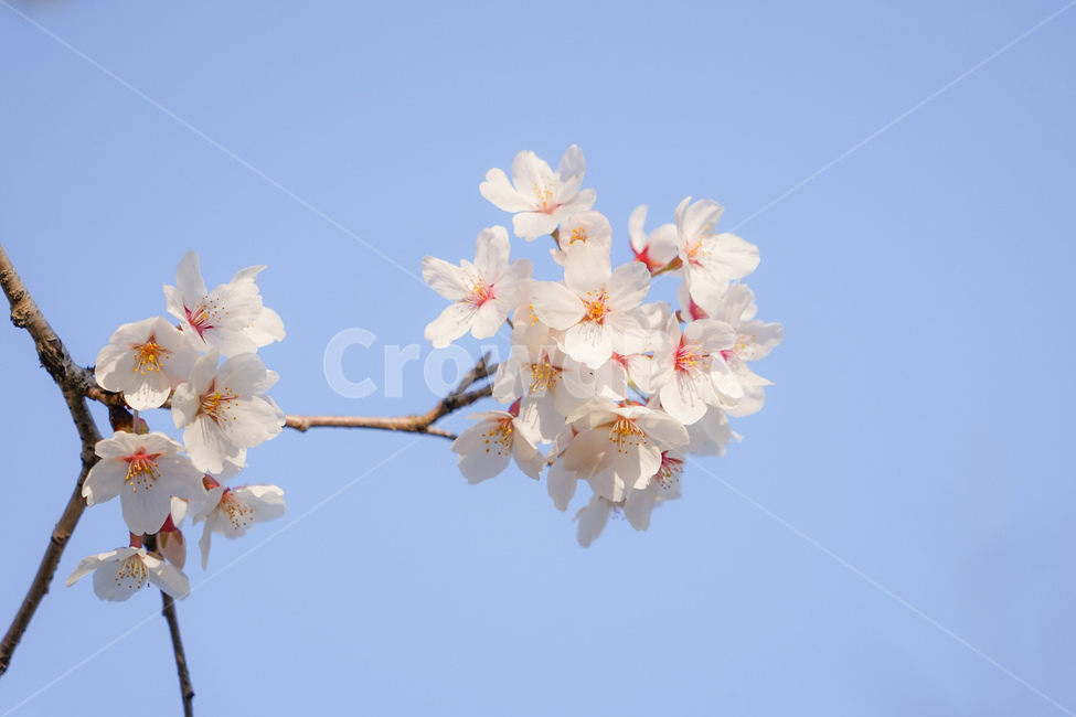 plant,식물,꽃,flower,blossom,spring,봄,개화,꽃구경,꽃놀이,벚꽃,벚꽃놀이,nature,자연,플라워