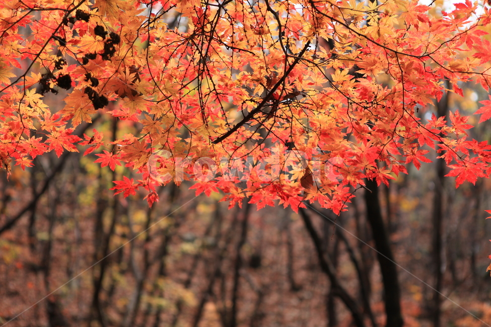 가을,단풍,만추,나무,숲,가을,계절,fall,autumn,season,식물,자연,plants,nature,plant,leaf,잎,tree,maple