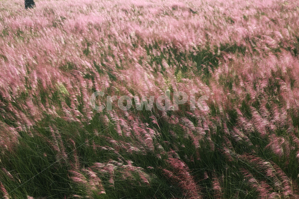 꽃,가을,플라워,자연,핑크뮬리,핑크,계절,season,식물,plants,nature,flower,beautiful,outdoor,blossom,bloom,blooming,autumn,fall,생명,pinkmuhlygrass,grass,꽃밭,축제,분홍색,생태계,가을꽃,야외,옥외,풍경,억새,배경,잔디,백그라운드,공원,가을,계절,fall,autumn,season,자연,풍경,nature,landscape