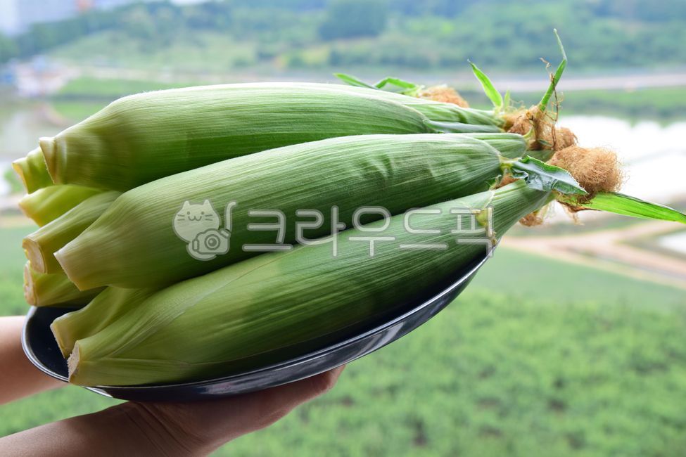 옥수수,초당옥수수,생식옥수수,콘,식재료,곡류,곡식,옥수수잎,옥수수껍질,손,여자손,사람손,옥수수수염,corn,hand,woman,음식,음식재료