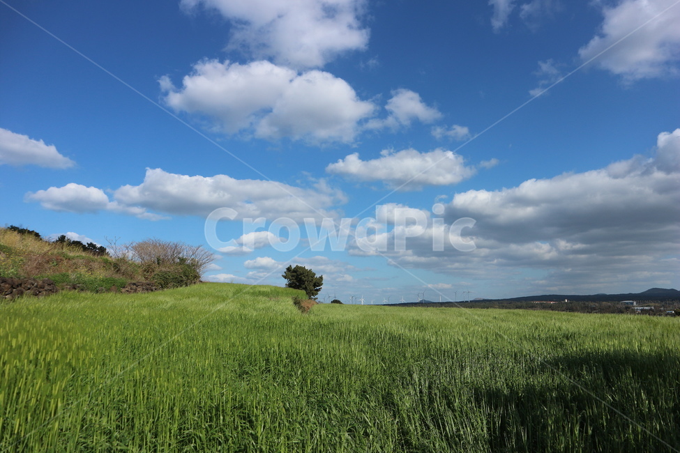 자연,구름,청보리,시골,청량,제주도,청보리밭,초록,맑음,green,sky,바탕화면,풀,jeju