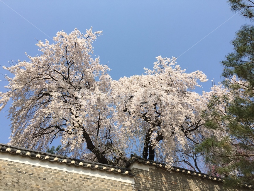 창덕궁,벚꽃,궁궐,꽃,봄,봄,계절,spring,season