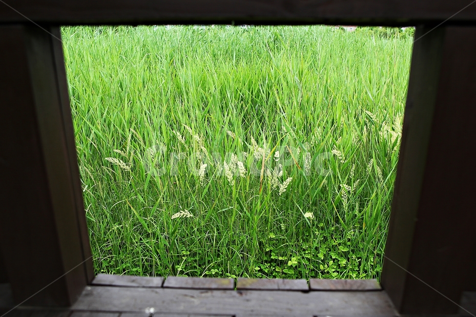안산호수공원,공원,자연,식물,갈대