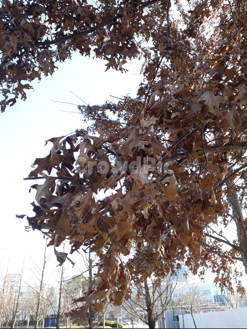 마른,낙옆,겨울,가을,plant,식물,tree,나무