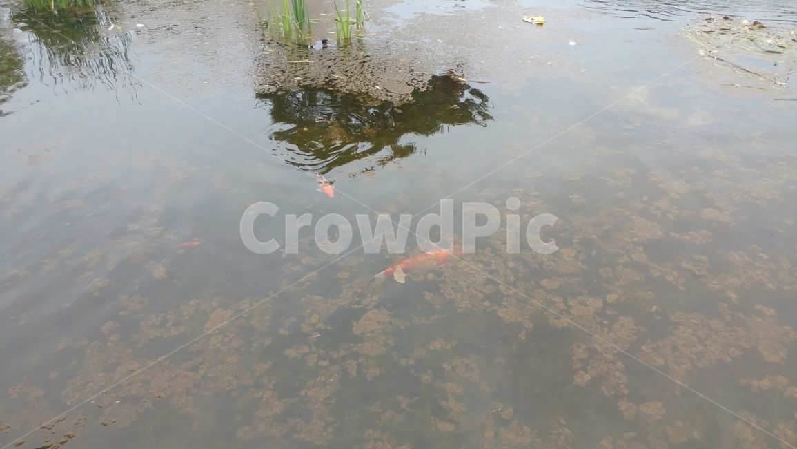 잉어,연못,물고기,어류,fish,자연,동물