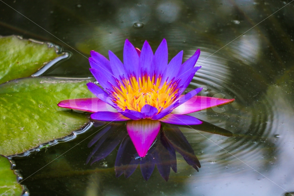 연,연꽃,수련,물,자연,풍경,식물,꽃,아름다움,야경,여름,nature,pink,lotus,plant,flower,green,petal,water,summer,bloom,blossom,aquatic,beautiful,beauty,blooming,zen,flora,oriental,lotusleaf,waterlily,leaf,single,spring,floral,lotusflower,natural,식물,자연,plants,nature,꽃,flower