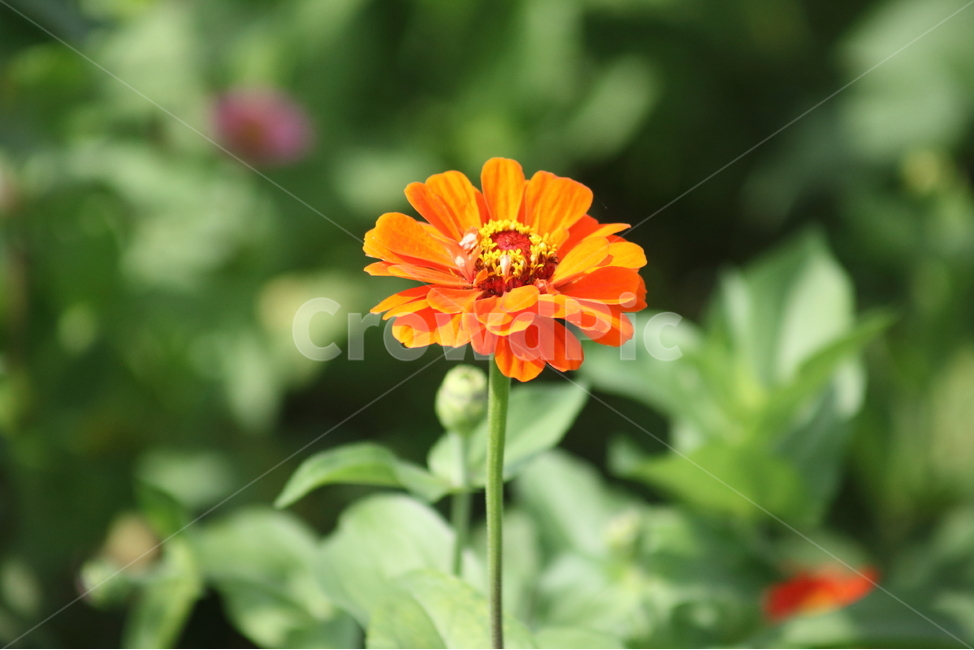 백일홍,백일초,꽃,여름,zinniaelegans
