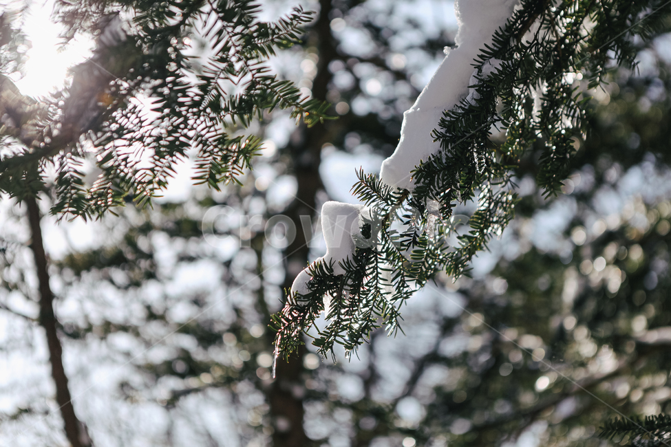 plant,식물,초목,tree,나무,nature,자연,woodland,삼림지,forest,숲,outdoors,설산,눈덮인산,한라산,제주한라산,겨울,계절,winter,season,자연,풍경,nature,landscape