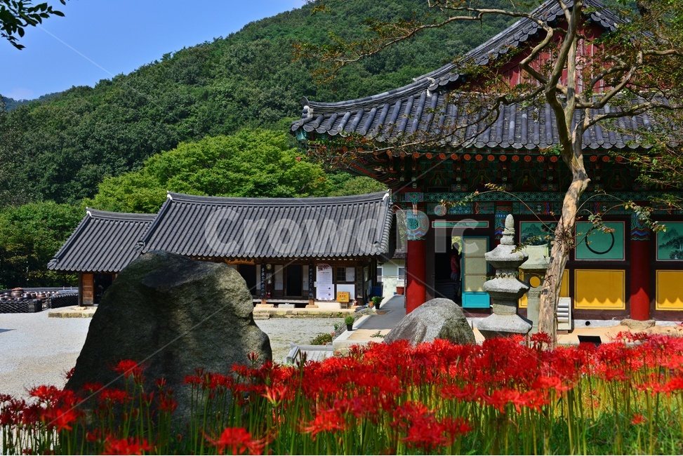 nature,자연,outdoors,옥외,plant,식물,함평,용천사,사찰,절,불교,상사화,꽃무릇,꽃무릇축제,불상,석상