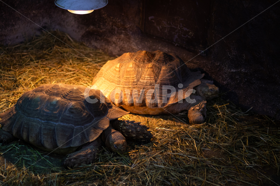 거북이,여유,나른함,파충류,동물,동물,animal,파충류,양서류,reptile,amphibian