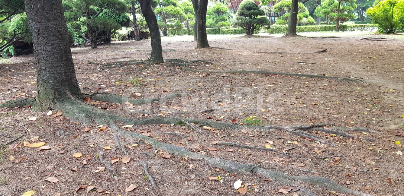 인천,나무,여름나무,나무옹이,숲길