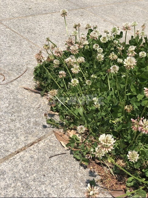 토끼풀꽃,꽃,봄꽃,들판,초록