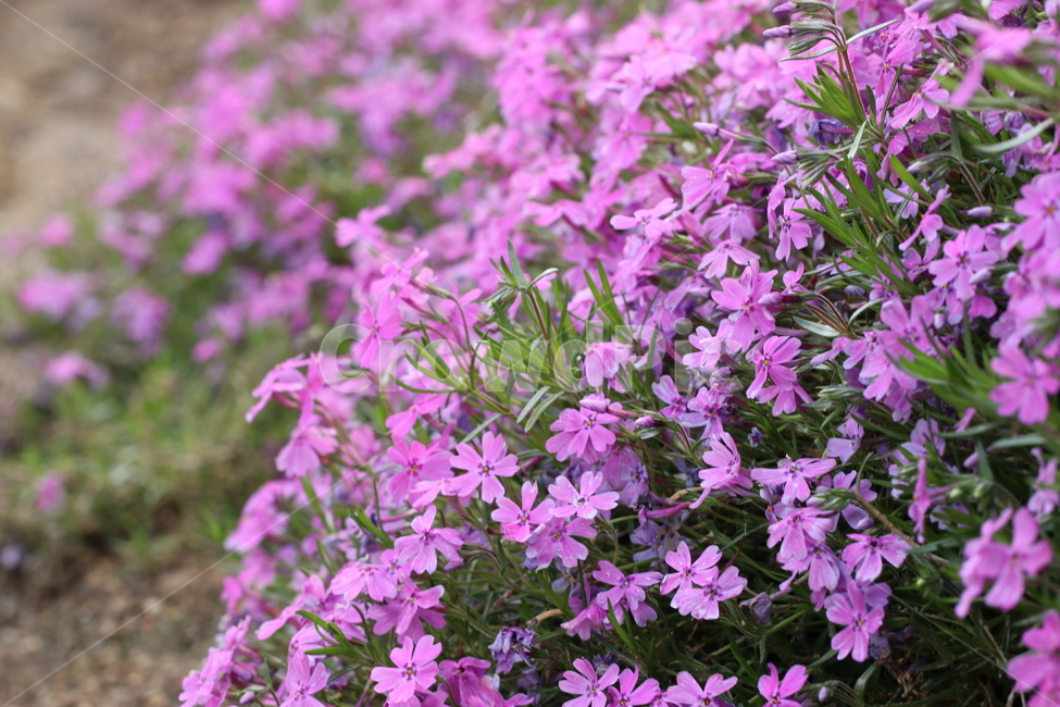 꽃잔디,지면패랭이꽃,분홍,관상용,꽃,다년생,패랭이,식물,자연,plants,nature,꽃,flower