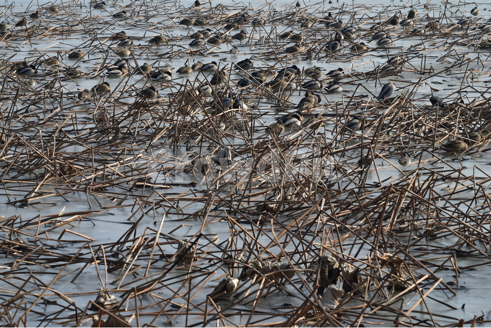 청둥오리,겨울새,겨울철새,오리,조류,기러기과,동물,animal,조류,새,birds
