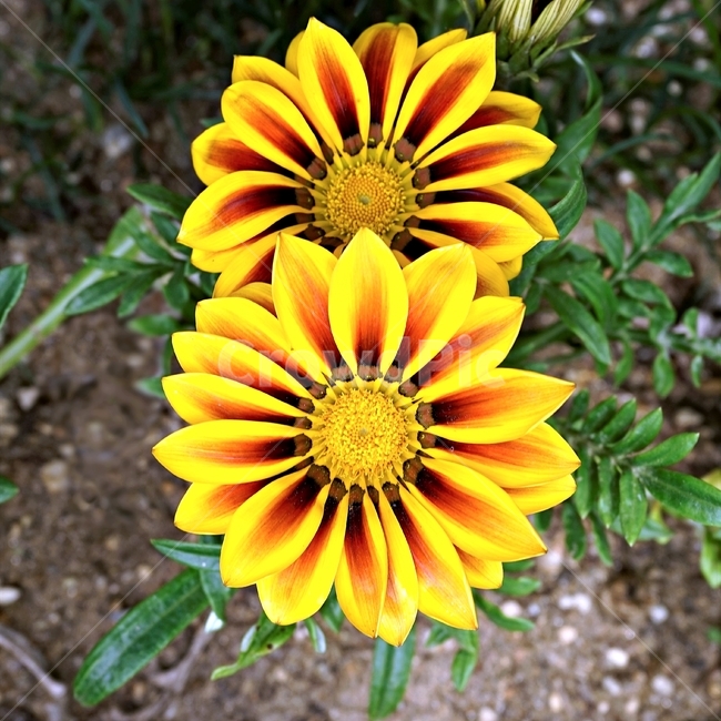 봄,꽃,식물,자연,flower,floral,가자니아,국화과,훈장국화,태양국,원예,gazania,남아프리카원산