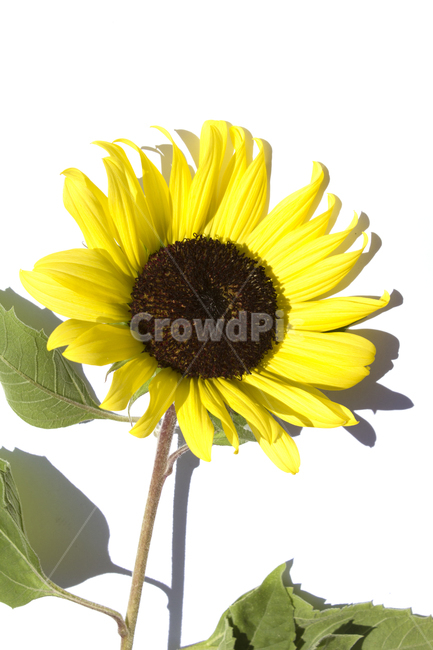 해바라기,해바라기꽃,꽃,노랑,노란색,잎,식물,flower,natural,nobody,plant,sunflower,yellow,흰배경,white,자연,꽃잎,옐로우,꽃,flower,누끼,remove background