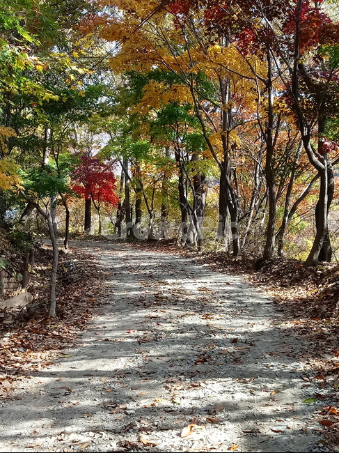 도로,길,등산로,산책로,road,가을,단풍,낙엽,계절
