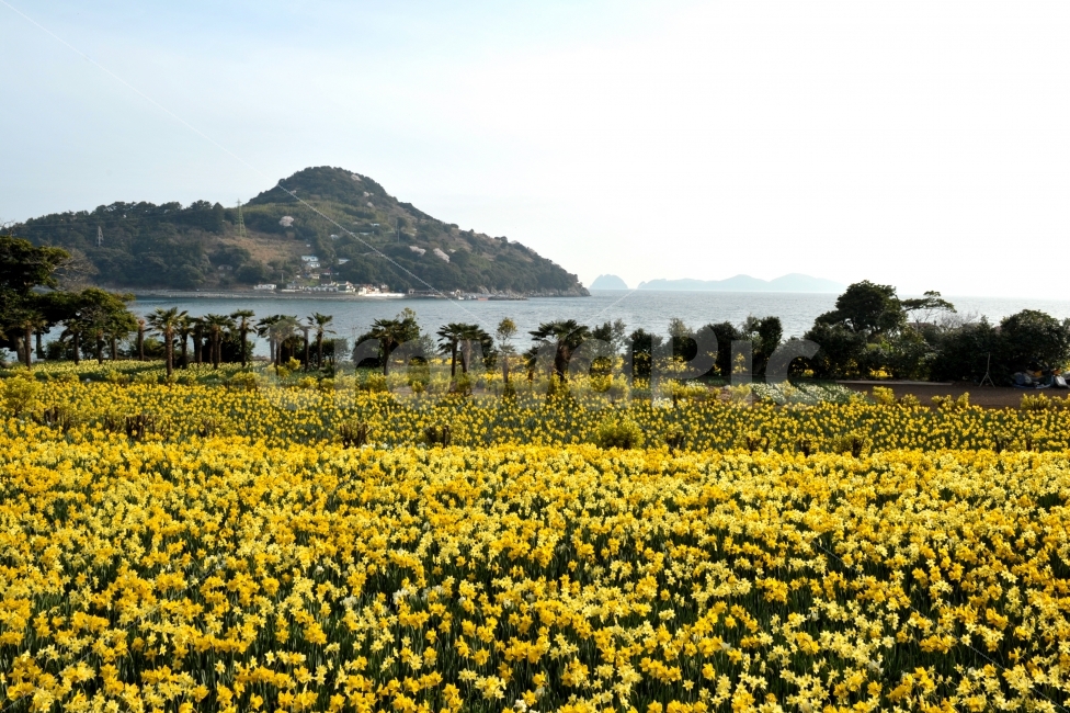 공곳이,거제도,여행,수선화,가바야할곳,자연,풍경,nature,landscape,한국자연풍경,한국자연경관,korea nature landscape,field,들,outdoors,옥외,grassland,목초지