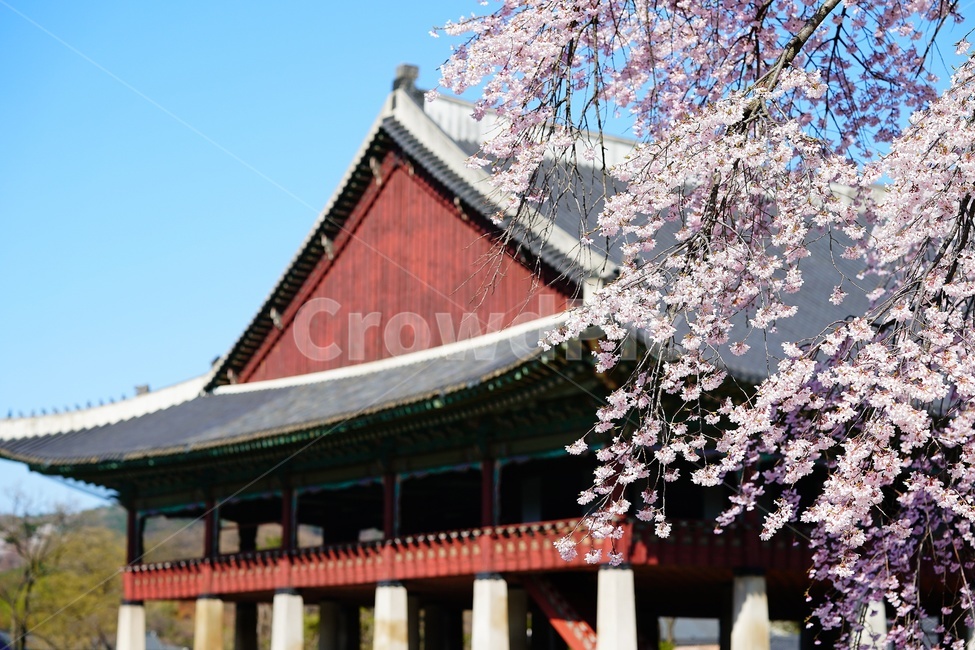 경복궁,경회루,버들벚꽃,벚꽃,blossom,buddle