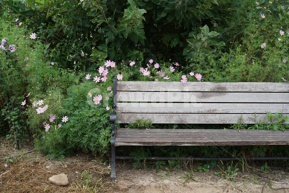 벤치,코스모스,쉼터,가을,나무벤치,야외벤치,자연,풍경,nature,landscape,bench