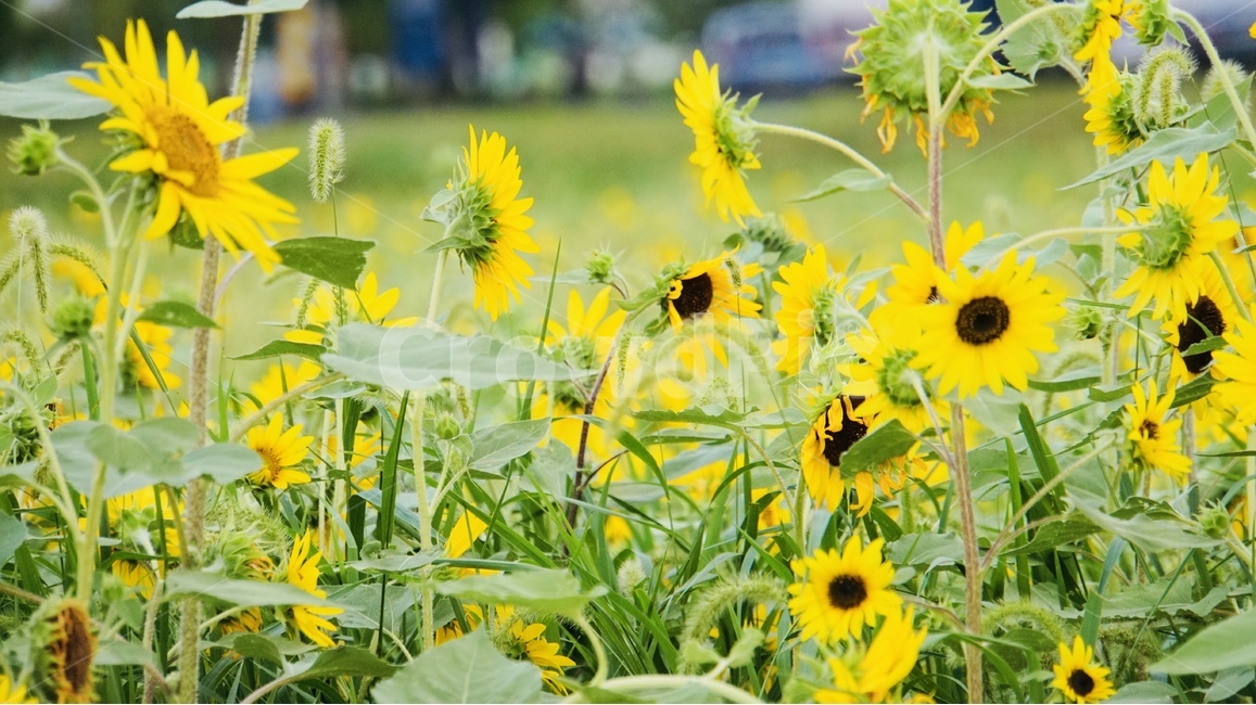 해바라기,꽃,식물,플라워,늦여름,sunflower,flower,식물,자연,plants,nature,꽃,flower