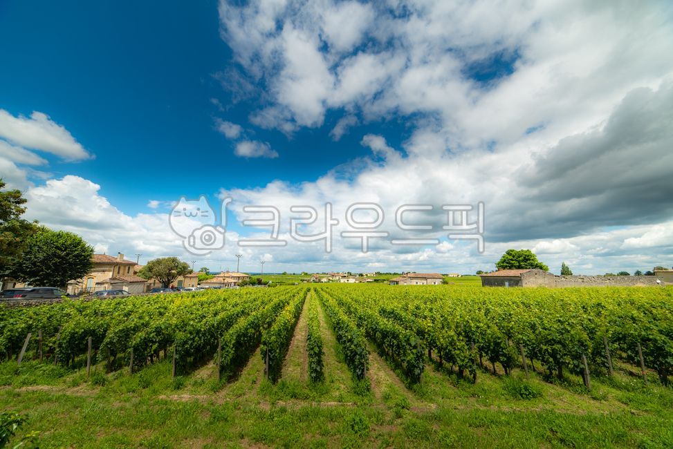 유럽,europe,프랑스,france,생떼밀리옹,saintémilion,saintemilion,와인마을,winevillage,세계문화유산,worldheritage,포도밭,vinyard,wine,와인,보르도,보르도와인,bordeaux,bordeauxwine,프랑스남부,마을,villige,감성,느낌,outdoors,옥외,farm,농장