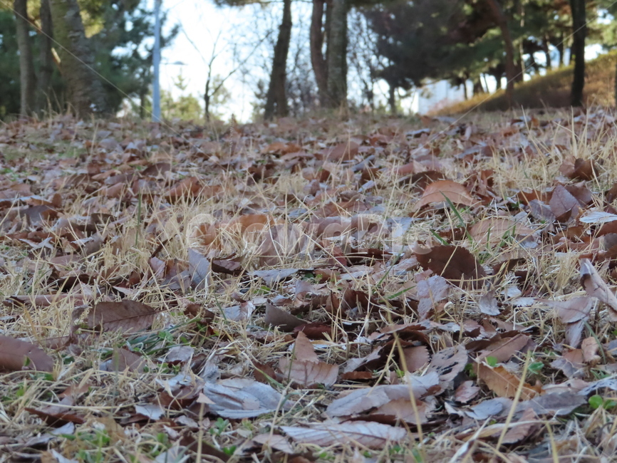 가을,낙옆,떨어지다,식물,자연,공원,쓸쓸함,잔디,thefall,fall,park,nature,parks,loneliness,grass